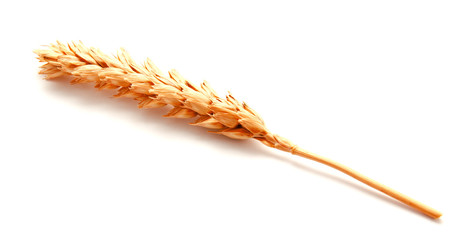 Wheat ears isolated on a white background