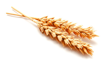 Wheat ears isolated on a white background