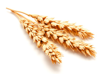 Wheat ears isolated on a white background