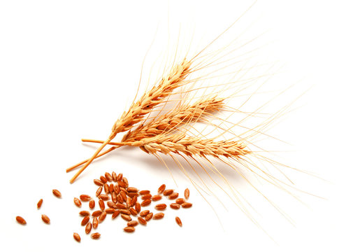 Wheat ears and seed isolated on a white