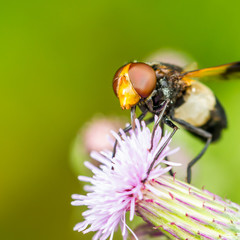 Waldschwebfliege (Volucella pellucens)