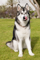 Alaskan Malamute Female Dog Outdoors Portrait