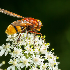 Hornissenschwebfliege (Volucella zonaria)