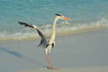 Big Grey Heron standing on the beach