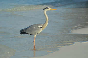 Big Grey Heron standing on the beach