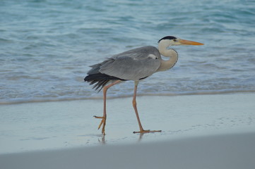 Big Grey Heron standing on the beach
