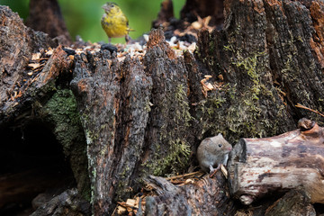 mouse and sisken