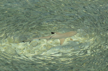 Naklejka premium Reef shark surrounded with the fish cluster in the shallow water
