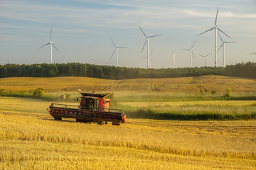 Combine harvester agriculture machine harvesting golden ripe wheat field  in light of the setting sun in Germany