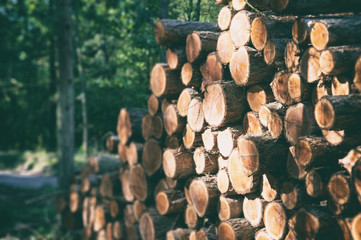 Wooden Logs with Forest Background