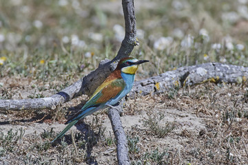 European bee-eater (Merops apiaster)