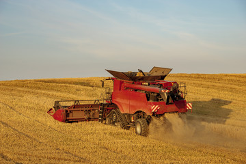 Combine harvester agriculture machine harvesting golden ripe wheat field  in light of the setting sun in Germany