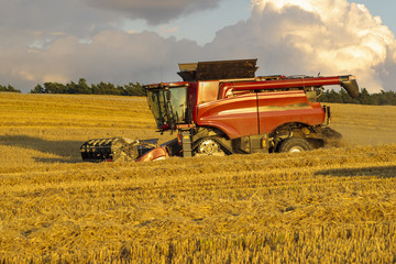 Combine harvester agriculture machine harvesting golden ripe wheat field  in light of the setting sun in Germany