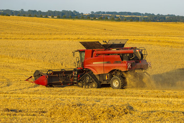 Fototapeta premium Combine harvester agriculture machine harvesting golden ripe wheat field in light of the setting sun in Germany