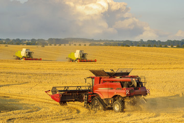 Fototapeta premium harvesting combine harvesting golden ripe wheat field in light of the setting sun in Germany