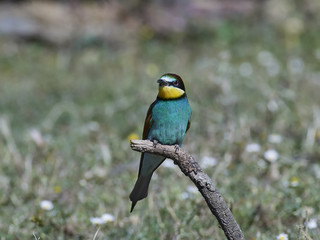 European bee-eater (Merops apiaster)