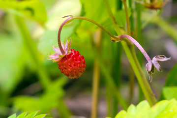 Strawberries growing in the grass. Wild edible berries - healthy vitamin food nature. The season of ripening berries in the forest.