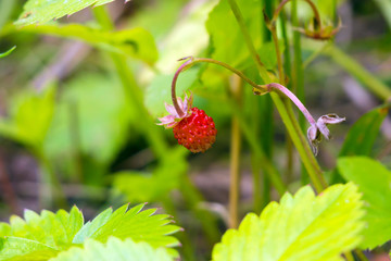 The strawberries growing in the grass. Wild edible berries - healthy vitamin food nature. The season of ripening berries in the forest.