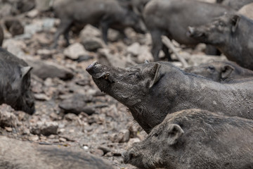 Wild Boar Live In Open Zoo, Thailand.