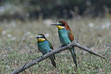 European bee-eater (Merops apiaster)