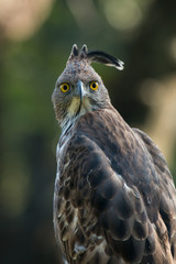 Intimidating Look of Crested Hawk Eagle from Nagarhole National Park Karnataka India