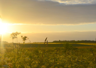 Beautiful natural summer evening landscape: field with grass in the sun at sunset.
