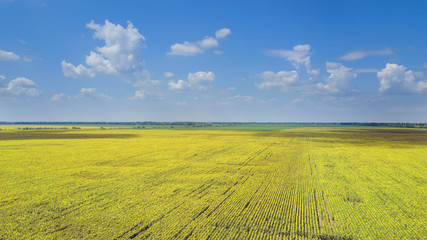 Obraz premium bird's eye view of a field of sunflowers