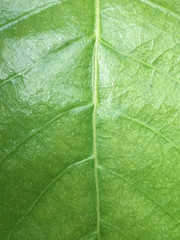 Leaf Texture./ Leaf Texture.