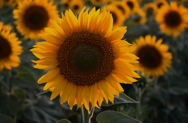 AY&Ccedil;İ&Ccedil;EĞİ