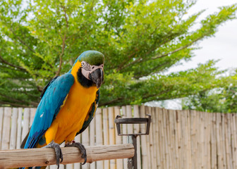 Green wing macaw parrot on the branch