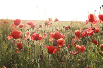  Field of red poppies