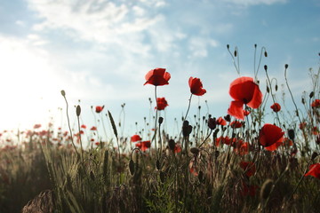  Poppy field