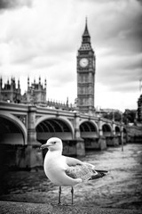 Seagull and Big Ben