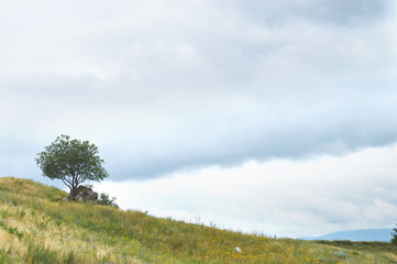 Lonely tree in Georgia