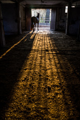 Spanischer Wallach im Stall bei Sonnenuntergang