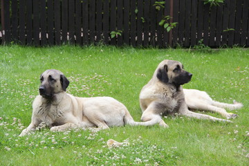 kangal dog, turkish shepherd watching
