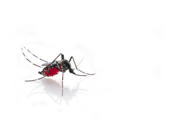 Mosquito (Aedes aegypti) sucking blood . Mosquito is carrier of Malaria, Encephalitis, Dengue and Zika virus, isolated on white background