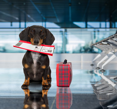 dog in airport terminal on vacation