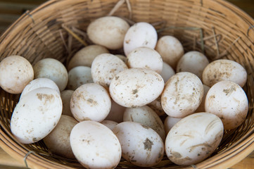 fresh duck eggs in the basket