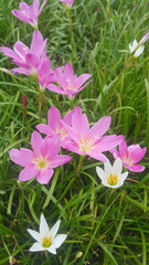 Zephyranthes grandiflora