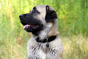 kangal dog, turkish shepherd head