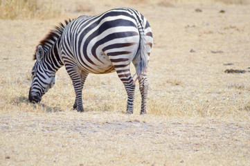 Obraz na płótnie Canvas Zebra grazing in the savanna