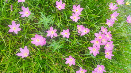 Zephyranthes grandiflora
