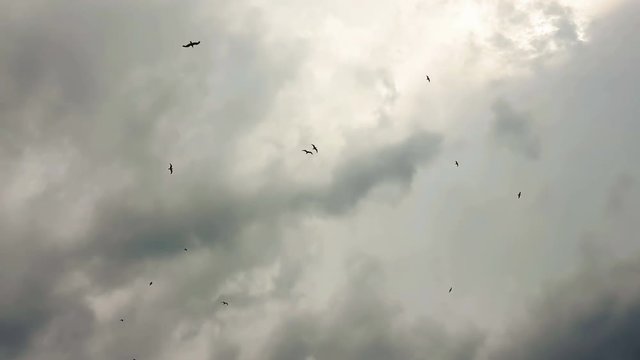 Seagulls flying up in the sky.
