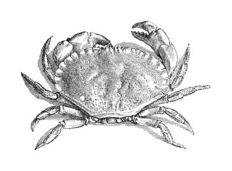 Edible crab (Cancer pagurus) - vintage illustration  © Hein Nouwens
