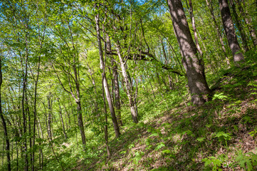 Green summer forest with strong vegetation