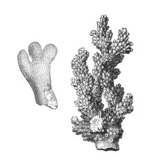 Coral - Porites furcatus and Madrepora verrucosa - vintage illustration 