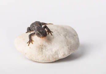 salamander on a stone close up