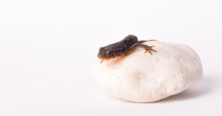 salamander on a white stone