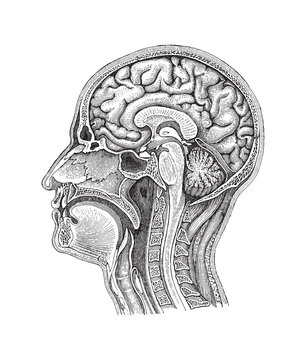 Human brain - vintage illustration 